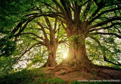 Arbre, langage, forêt