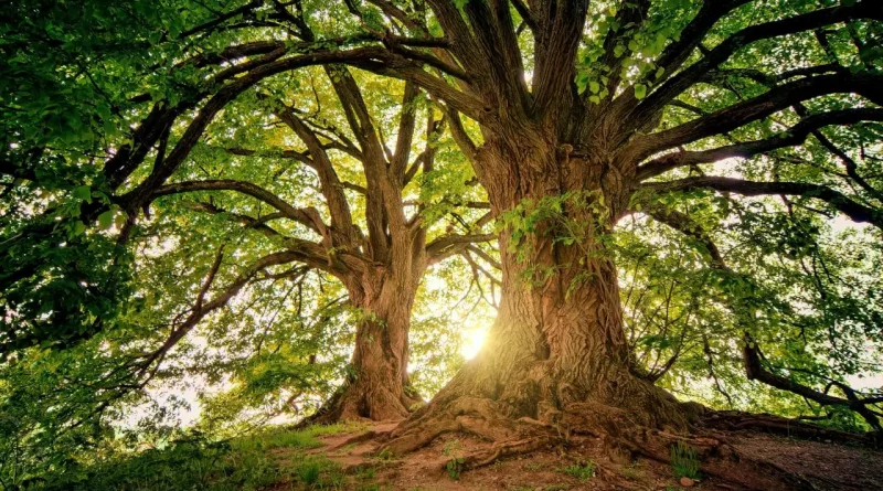 Arbre, langage, forêt