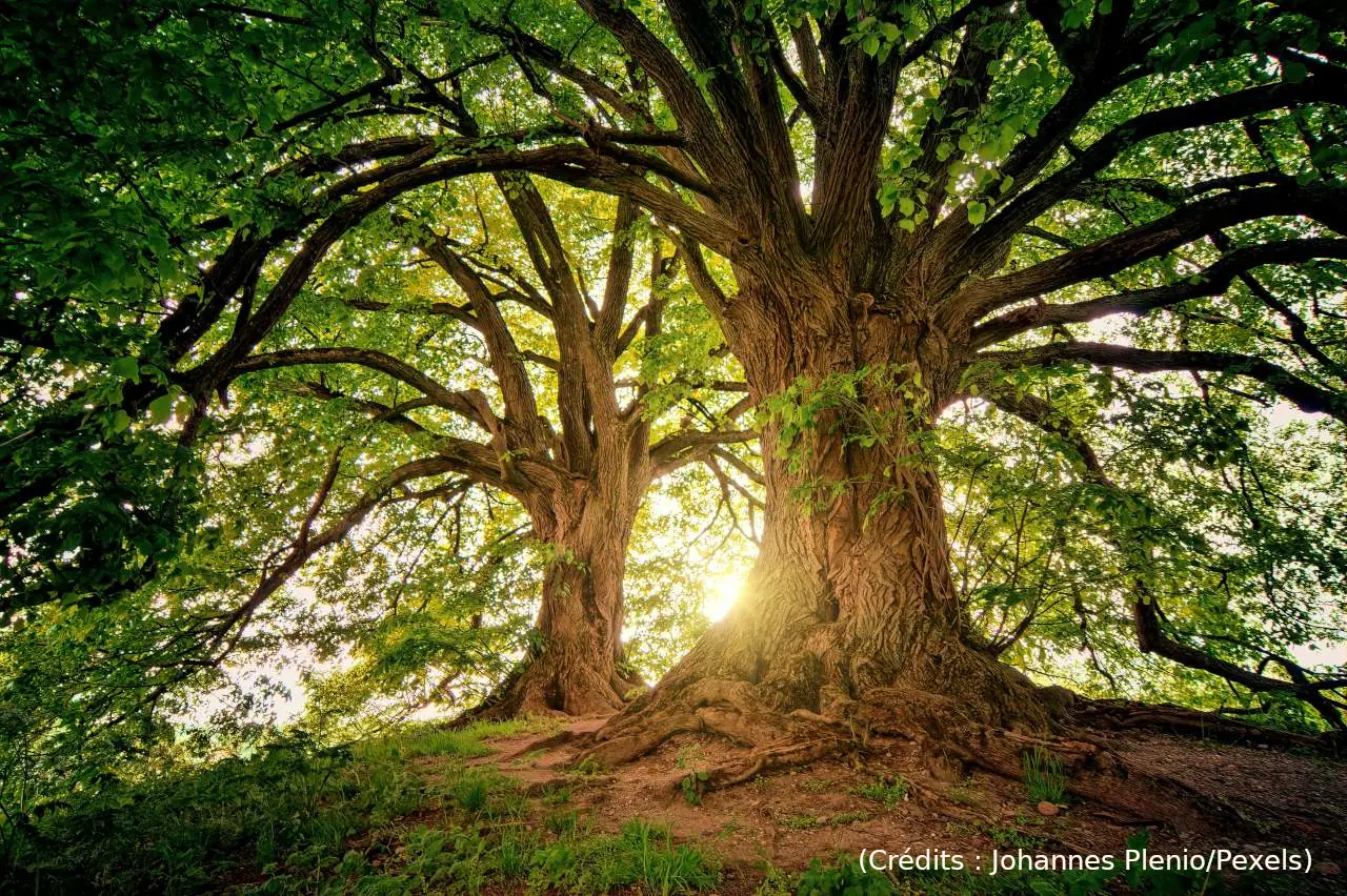 Est-ce que les arbres sont de grands bavards ?