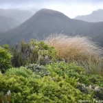Trek, nouvelle-Zélande, nature
