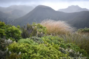 Trek, nouvelle-Zélande, nature