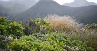 Trek, nouvelle-Zélande, nature