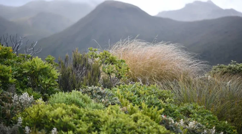 Trek, nouvelle-Zélande, nature