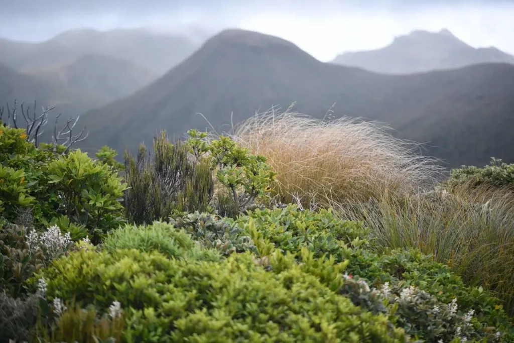 Pouākai, nature, new-zealand