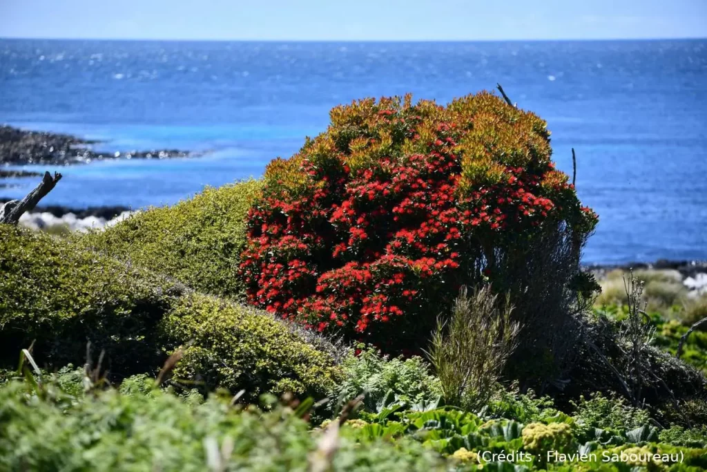 Arbre, couleur, océan