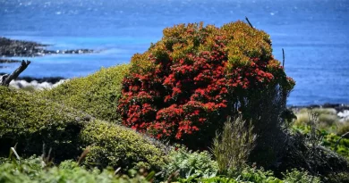 Arbre, couleur, océan