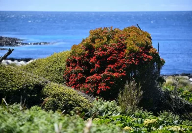 Arbre, couleur, océan
