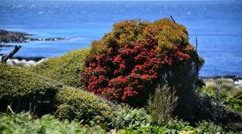 Arbre, couleur, océan