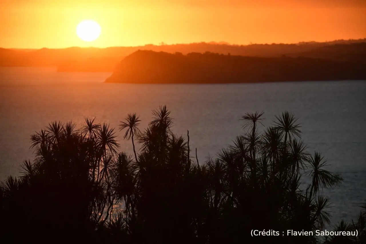 L’île Tiritiri Matangi pour la fin du voyage (52/55)