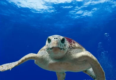 Tortue, respiration, océan