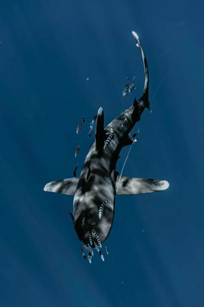 Requin, poisson, océan