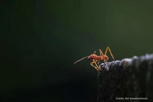 Fourmi, forêt, nature