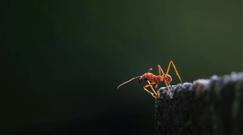 Fourmi, forêt, nature