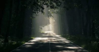 Silence, nature, photo