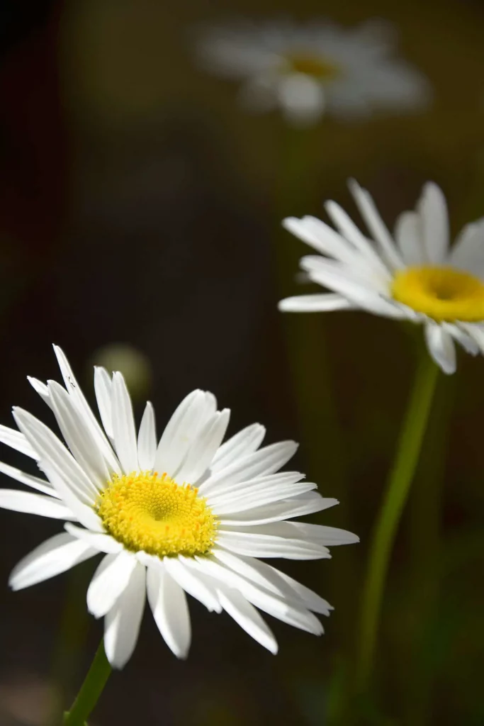 Fleur, Marguerite, blanc