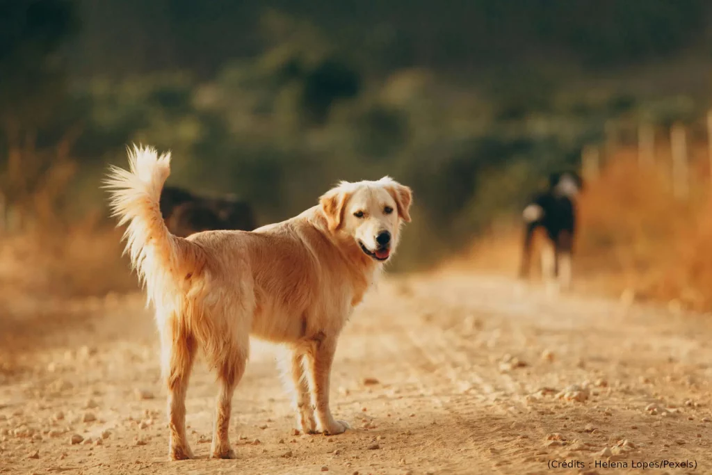 Chien, chemin, regard