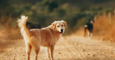 Chien, chemin, regard