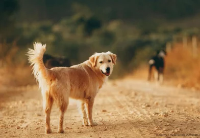 Chien, chemin, regard