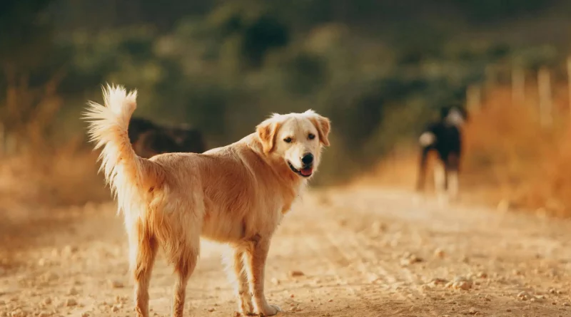 Chien, chemin, regard