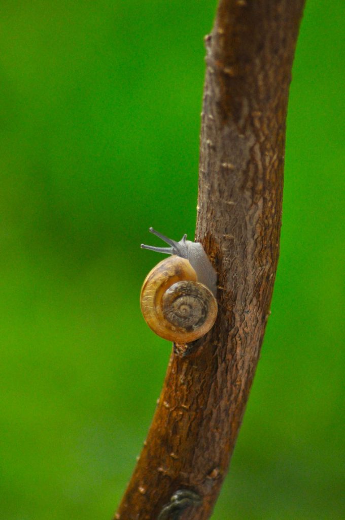 Escargot, nature, ascension 