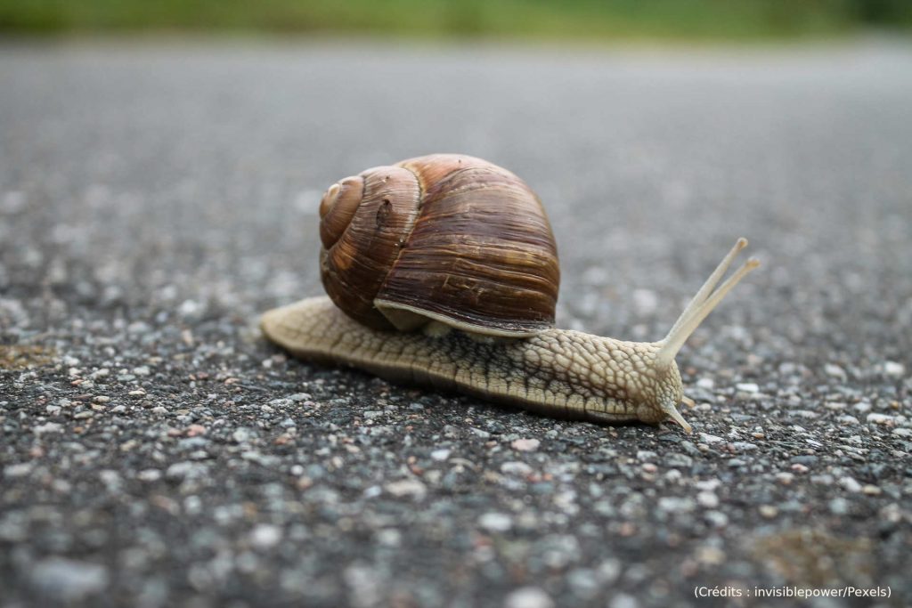 Escargot, route, gastéropode