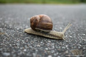 Escargot, route, gastéropode