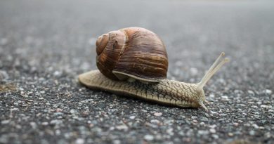 Escargot, route, gastéropode