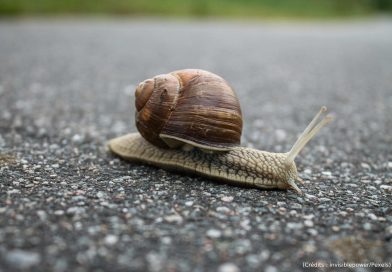 Escargot, route, gastéropode
