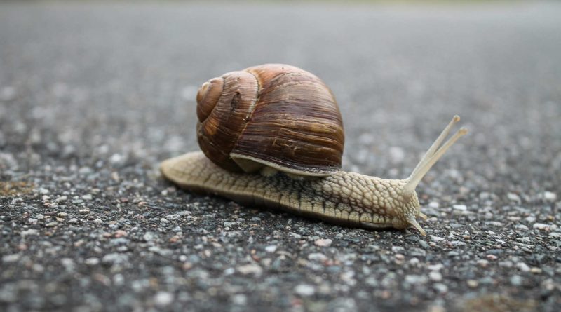 Escargot, route, gastéropode