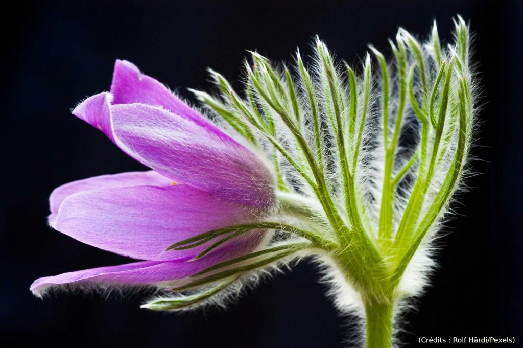 L'image présente un gros plan sur une fleur, probablement une Pulsatilla, d'une couleur violette vibrante et douce. La fleur est vue de profil, avec ses pétales légèrement ouverts, révélant des nuances de violet plus claires sur les bords. Les pétales sont recouverts d'une légère pilosité blanche et fine, ce qui leur donne un aspect doux et cotonneux. Au centre de la fleur, on peut apercevoir une touche de jaune lumineux, probablement l'une des étamines. Les tiges et les sépales de la fleur, situés sur le côté droit de l'image, sont d'un vert vif et lumineux. Ils sont nettement plus épais que les pétales et sont également recouverts d'une épaisse couche de poils blancs et duveteux, donnant une texture presque pelucheuse à ces parties de la plante. Ces poils blancs contrastent fortement avec le vert des tiges, créant un effet visuel frappant. Les tiges sont ramifiées et s'élancent vers le haut et vers la droite, dans une composition dynamique. Quelques fines feuilles vertes, aux contours dessinés, sont visibles sous les pétales, ajoutant de la profondeur à la structure florale.