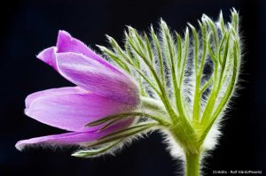 L'image présente un gros plan sur une fleur, probablement une Pulsatilla, d'une couleur violette vibrante et douce. La fleur est vue de profil, avec ses pétales légèrement ouverts, révélant des nuances de violet plus claires sur les bords. Les pétales sont recouverts d'une légère pilosité blanche et fine, ce qui leur donne un aspect doux et cotonneux. Au centre de la fleur, on peut apercevoir une touche de jaune lumineux, probablement l'une des étamines. Les tiges et les sépales de la fleur, situés sur le côté droit de l'image, sont d'un vert vif et lumineux. Ils sont nettement plus épais que les pétales et sont également recouverts d'une épaisse couche de poils blancs et duveteux, donnant une texture presque pelucheuse à ces parties de la plante. Ces poils blancs contrastent fortement avec le vert des tiges, créant un effet visuel frappant. Les tiges sont ramifiées et s'élancent vers le haut et vers la droite, dans une composition dynamique. Quelques fines feuilles vertes, aux contours dessinés, sont visibles sous les pétales, ajoutant de la profondeur à la structure florale.