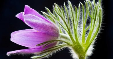 L'image présente un gros plan sur une fleur, probablement une Pulsatilla, d'une couleur violette vibrante et douce. La fleur est vue de profil, avec ses pétales légèrement ouverts, révélant des nuances de violet plus claires sur les bords. Les pétales sont recouverts d'une légère pilosité blanche et fine, ce qui leur donne un aspect doux et cotonneux. Au centre de la fleur, on peut apercevoir une touche de jaune lumineux, probablement l'une des étamines. Les tiges et les sépales de la fleur, situés sur le côté droit de l'image, sont d'un vert vif et lumineux. Ils sont nettement plus épais que les pétales et sont également recouverts d'une épaisse couche de poils blancs et duveteux, donnant une texture presque pelucheuse à ces parties de la plante. Ces poils blancs contrastent fortement avec le vert des tiges, créant un effet visuel frappant. Les tiges sont ramifiées et s'élancent vers le haut et vers la droite, dans une composition dynamique. Quelques fines feuilles vertes, aux contours dessinés, sont visibles sous les pétales, ajoutant de la profondeur à la structure florale.