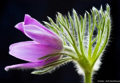 L'image présente un gros plan sur une fleur, probablement une Pulsatilla, d'une couleur violette vibrante et douce. La fleur est vue de profil, avec ses pétales légèrement ouverts, révélant des nuances de violet plus claires sur les bords. Les pétales sont recouverts d'une légère pilosité blanche et fine, ce qui leur donne un aspect doux et cotonneux. Au centre de la fleur, on peut apercevoir une touche de jaune lumineux, probablement l'une des étamines. Les tiges et les sépales de la fleur, situés sur le côté droit de l'image, sont d'un vert vif et lumineux. Ils sont nettement plus épais que les pétales et sont également recouverts d'une épaisse couche de poils blancs et duveteux, donnant une texture presque pelucheuse à ces parties de la plante. Ces poils blancs contrastent fortement avec le vert des tiges, créant un effet visuel frappant. Les tiges sont ramifiées et s'élancent vers le haut et vers la droite, dans une composition dynamique. Quelques fines feuilles vertes, aux contours dessinés, sont visibles sous les pétales, ajoutant de la profondeur à la structure florale.