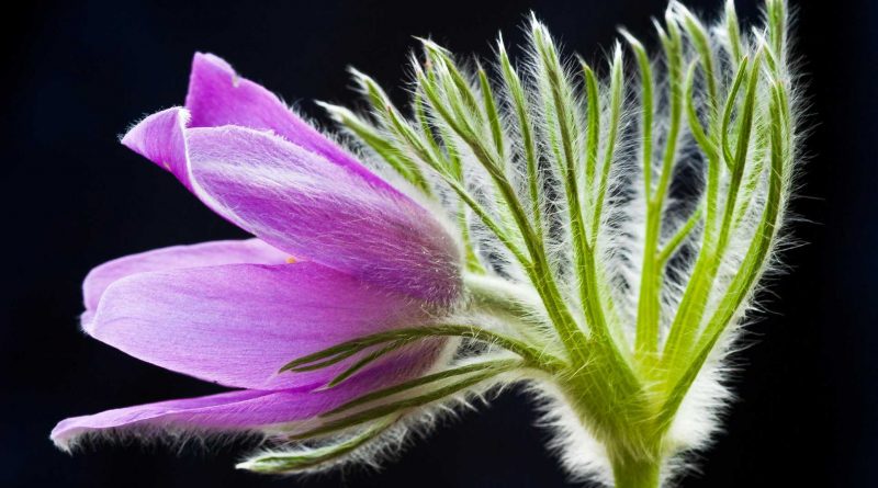 L'image présente un gros plan sur une fleur, probablement une Pulsatilla, d'une couleur violette vibrante et douce. La fleur est vue de profil, avec ses pétales légèrement ouverts, révélant des nuances de violet plus claires sur les bords. Les pétales sont recouverts d'une légère pilosité blanche et fine, ce qui leur donne un aspect doux et cotonneux. Au centre de la fleur, on peut apercevoir une touche de jaune lumineux, probablement l'une des étamines. Les tiges et les sépales de la fleur, situés sur le côté droit de l'image, sont d'un vert vif et lumineux. Ils sont nettement plus épais que les pétales et sont également recouverts d'une épaisse couche de poils blancs et duveteux, donnant une texture presque pelucheuse à ces parties de la plante. Ces poils blancs contrastent fortement avec le vert des tiges, créant un effet visuel frappant. Les tiges sont ramifiées et s'élancent vers le haut et vers la droite, dans une composition dynamique. Quelques fines feuilles vertes, aux contours dessinés, sont visibles sous les pétales, ajoutant de la profondeur à la structure florale.