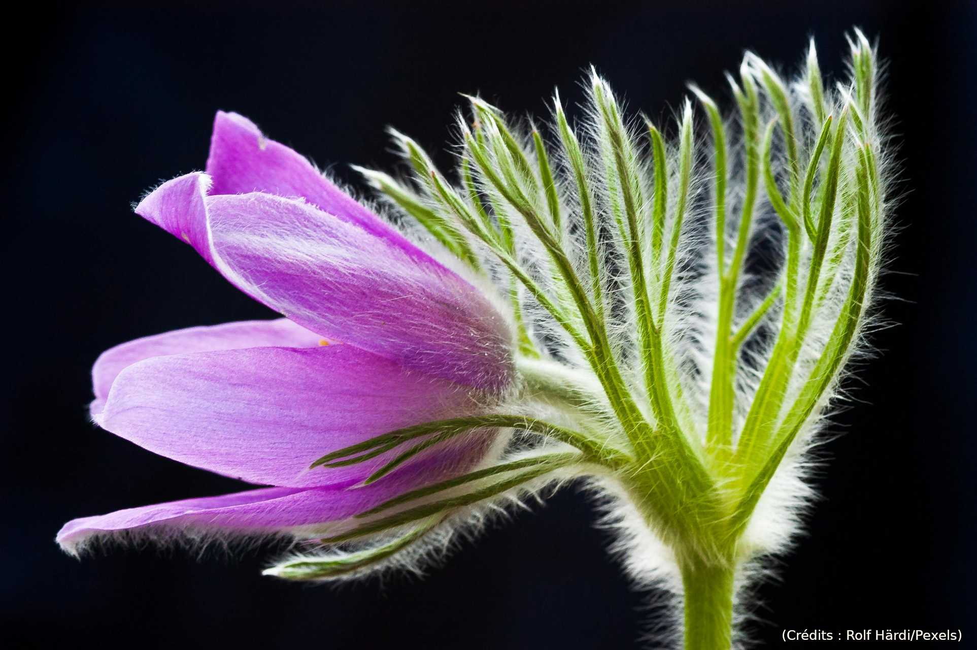 Qui est la plus rapide, la plante ou la mouche ?