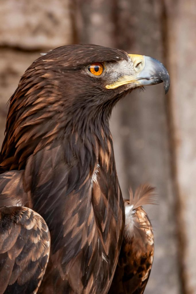 Aigle, Vue, oeil