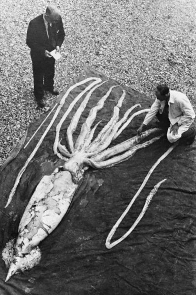 Calamar, océan, cephalopode