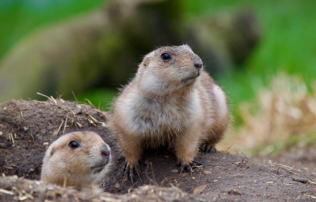 marmotte, prairie, nature